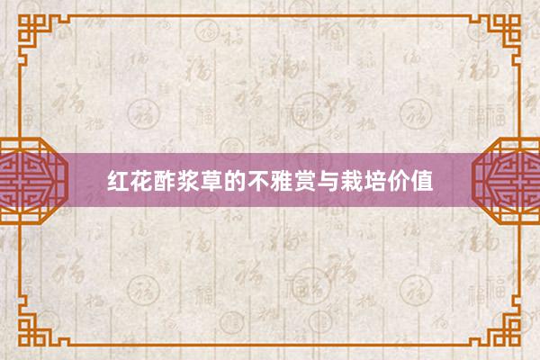 红花酢浆草的不雅赏与栽培价值