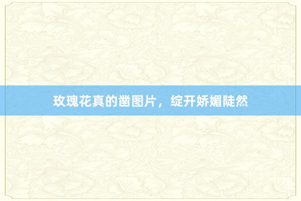 玫瑰花真的凿图片，绽开娇媚陡然